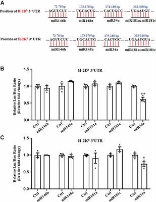 MiR34a Regulates Neuronal MHC Class I Molecules and Promotes Primary Hippocampal Neuron Dendritic Growth and Branching